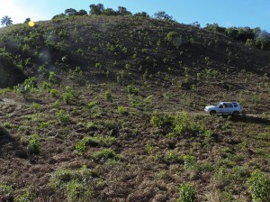 monitoramento de reflorestamento em Guapiaçú 