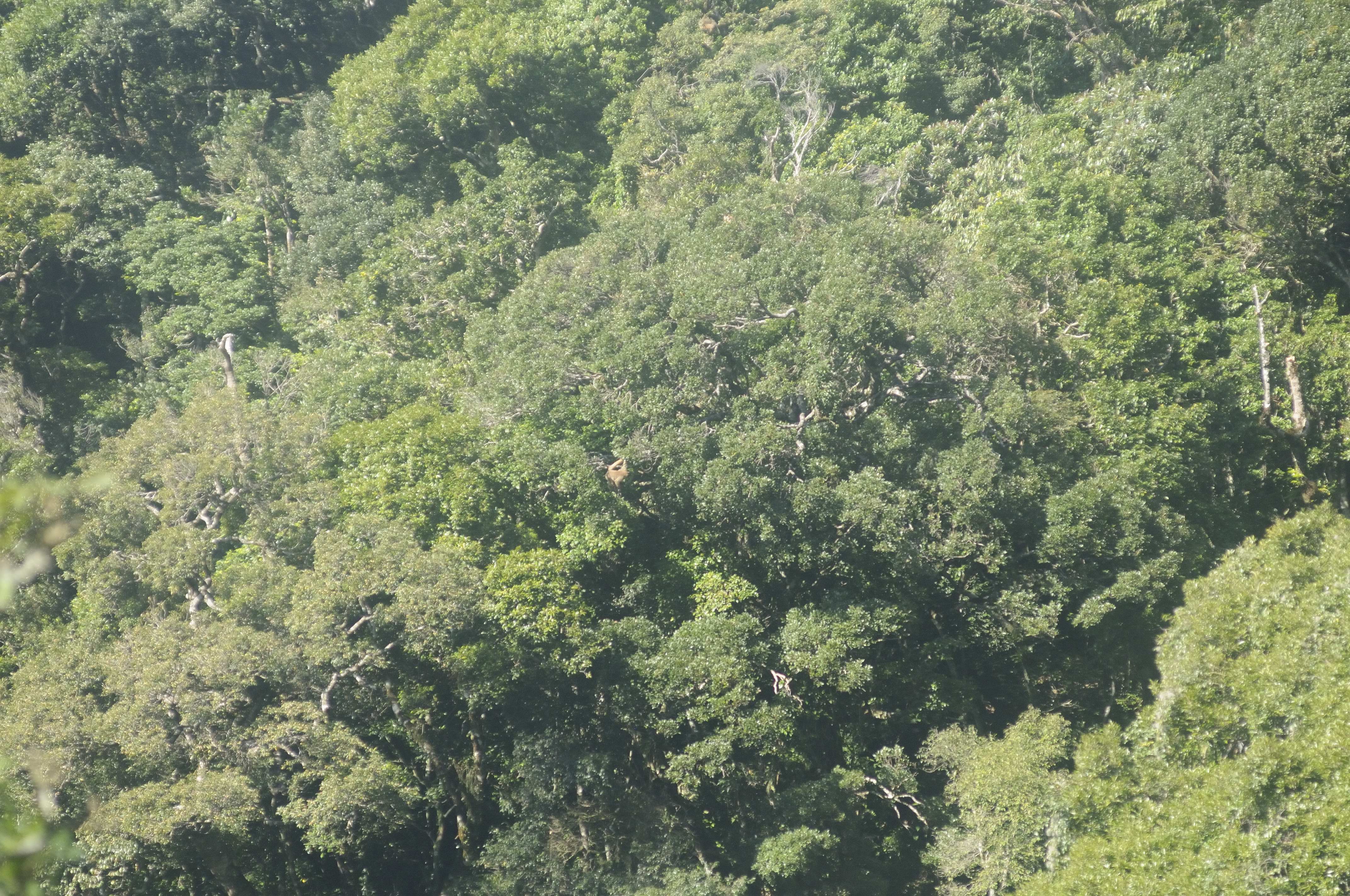 Convocação para entrevista do Profissional pré-selecionado para atuar no Convênio celebrado entre a Petrobrás, INEA e Sociedade Ecoatlântica, visando o desenvolvimento e implementação de modelo de gestão de grandes projetos de restauração florestal